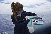 Whale watching guide explaining the different whales that can be seen in the area. Pico island, Azores, Portugal, Atlantic Ocean.