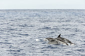 Common dolphin with baby calf (Delphinus delphis) jumping over the waves. They are the most abundant cetacean in the world, with a global population of about six million, Horta island (Faial), Azores, Portugal, Atlantic ocean