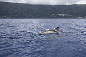 Common dolphin surfacing (Delphinus delphis) jumping over the waves. They are the most abundant cetacean in the world, with a global population of about six million, Horta island (Faial), Azores, Portugal, Atlantic ocean