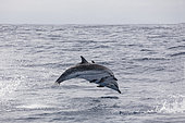 Couple of common dolphin (Delphinus delphis) jumping over the waves. They are the most abundant cetacean in the world, with a global population of about six million, Horta island (Faial), Azores, Portugal, Atlantic ocean