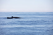 Mother and calf True's Beaked Whale (Mesoplodon mirus), swimming at the surface, Azores, Portugal, Atlantic ocean.