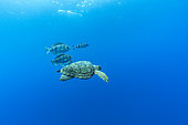 Loggerhead turtle (caretta caretta) accompanied by imperial blackfish (Schedophilus ovalis) and pilot fish (Naucrates ductor) swimming below the surface. Azores, Portugal, Atlantic Ocean.