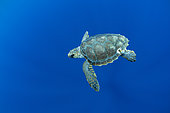 Tortue caouane (Caretta caretta), espèce de tortue océanique répartie dans le monde entier. Mais les déclins de populations persistants sont dus à la pollution, au chalutage des crevettes et au développement dans leurs zones de nidification. Île de Terceira, Açores, Portugal, océan Atlantique.