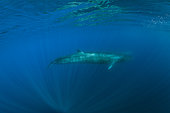 Sei whale (Balaenoptera borealis) is a baleen whale, the third-largest rorqual after the blue whale and the fin whale. Azores, Portugal, Atlantic Ocean.
