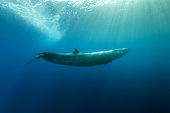 Sei whale (Balaenoptera borealis) is a baleen whale, the third-largest rorqual after the blue whale and the fin whale. Azores, Portugal, Atlantic Ocean.