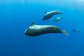 Pod of Short-finned pilot whale (Globicephala macrorhynchus) one of the two species of cetaceans in the genus Globicephala, which it shares with the long-finned pilot whale (G. melas). They are part of the oceanic dolphin family (Delphinidae). Terceira island, Azores, Portugal, Atlantic Ocean