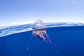 The Portuguese man o' war (Physalia physalis), also known as the man-of-war, a marine hydrozoan floating on the surface. Azores, Portugal, Atlantic Ocean.