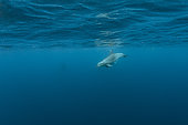 Common bottlenose dolphin or Atlantic bottlenose dolphin (Tursiops truncatus) is a wide-ranging marine mammal . Azores, Portugal, Atlantic Ocean.