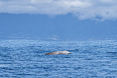 Cuvier's beaked whale or goose-beaked whale (Ziphius cavirostris) surfacing. Azores, Portugal, Atlantic Ocean.