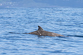 Cuvier's beaked whale or goose-beaked whale (Ziphius cavirostris) dorsal fin surfacing. Azores, Portugal, Atlantic Ocean.
