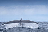 Tail of Blue whale diving (Balaenoptera musculus) Reaching a maximum confirmed length of 30 meters and weighing up to 200 tons, it is the largest animal known to have ever existed. Azores, Portugal, Atlantic Ocean.