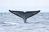 Tail of Blue whale diving (Balaenoptera musculus) Reaching a maximum confirmed length of 30 meters and weighing up to 200 tons, it is the largest animal known to have ever existed. Azores, Portugal, Atlantic Ocean.