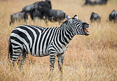 Zebra (Equus quagga) is standing in the savannah and yawning. Kenya. Tanzania. National Park. Serengeti. Masai Mara.