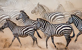 Group of zebras (Equus quagga) are running in the dust. Kenya. Tanzania. National Park. Serengeti. Maasai Mara.
