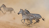 Zebras (Equus quagga) are running in savanna. Kenya. Tanzania. National Park. Serengeti. Maasai Mara.