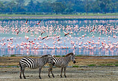 Two zebras (Equus quagga) against the background of flamingos. Ngorongoro Crater. Tanzania.