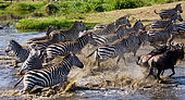 Zebras (Equus quagga) are running away from the water when they see danger. Tanzania. Serengeti. East Africa.