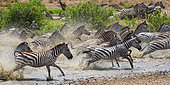 Group of zebras (Equus quagga) are running across the water. Kenya. Tanzania. National Park. Serengeti. Maasai Mara.
