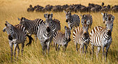 Group of zebras (Equus quagga) in the savannah. Kenya. Tanzania. National Park. Serengeti. Maasai Mara.