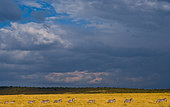 Zebras (Equus quagga) are following each other in the savannah. Kenya. Tanzania. National Park. Serengeti. Maasai Mara.