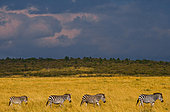 Zebras (Equus quagga) are following each other in the savannah. Kenya. Tanzania. National Park. Serengeti. Maasai Mara.