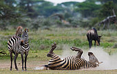 Zebra (Equus quagga) is wallowing in the dust. Kenya. Tanzania. National Park. Serengeti. Maasai Mara.