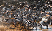 Big herd of zebras (Equus quagga) are standing in front of the river. Kenya. Tanzania. National Park. Serengeti. Maasai Mara.