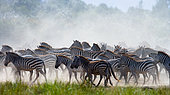 Group of zebras (Equus quagga) in the dust. Kenya. Tanzania. National Park. Serengeti. Maasai Mara.