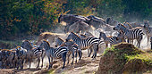 Big herd of zebras (Equus quagga) are standing in front of the river. Kenya. Tanzania. National Park. Serengeti. Maasai Mara.