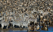 Big Group of zebras (Equus quagga) with wildebeest are standing in front of the Mara river before crossing. Great Migration. Kenya. National Park Maasai Mara.