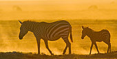 Zebra (Equus quagga) with a baby in the dust against the setting sun. Kenya. Tanzania. National Park. Serengeti. Maasai Mara.