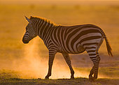 Zebra (Equus quagga) in the dust against the setting sun. Kenya. Tanzania. National Park. Serengeti. Maasai Mara.