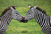Two zebras (Equus quagga) are playing with each other. Kenya. Tanzania. National Park. Serengeti. Maasai Mara.