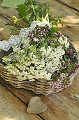 Bouquet of wild flowers, Milfoil (Achillea millefolium) and Oregano (Origanum vulgare), aromatic and medicinal plants