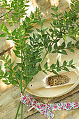 Butcher's broom (Ruscus aculeatus) , undergrowth plant, Phytotherapy: the dried and crushed rhizome is used for blood circulation problems, vasculoprotective, venotonic, anti-edematous