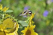 Goldfinch (Carduelis carduelis) on a sunflower, France