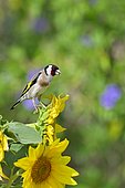 Goldfinch (Carduelis carduelis) on a sunflower, France