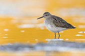 Wood Sandpiper (Tringa glareola), side view of an adult standing in the water, Campania, Italy