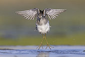 Wood Sandpiper (Tringa glareola), front view of an adult in flight, Campania, Italy