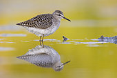Wood Sandpiper (Tringa glareola), side view of an adult standing in the water, Campania, Italy