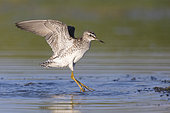 Wood Sandpiper (Tringa glareola), side view of an adult in flight, Campania, Italy