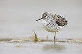 Marsh Sandpiper (Tringa stagnatilis), front view of an adult resting on a single leg, Campania, Italy