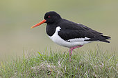 Eurasian Oystercatcher (Haematopus ostralegus), side view of an adult standing on the ground, Southern Region, Iceland