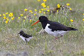 Eurasian Oystercatcher (Haematopus ostralegus), side view of an adult standing on the ground with a chick, Southern Region, Iceland