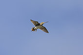 Common Snipe (Gallinago gallinago faeroeensis), adult displaying in flight, Southern Region, Iceland