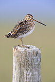 Common Snipe (Gallinago gallinago faeroeensis), side view of an adult standing on a fence post, Southern Region, Iceland