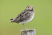 Common Snipe (Gallinago gallinago faeroeensis), side view of an adult sleeping on a fence post, Southern Region, Iceland