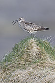 Eurasian Whimbrel (Numenius phaeopus), side view of an adult standing on the ground, Western Region, Iceland