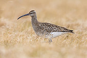 Eurasian Whimbrel (Numenius phaeopus), side view of an adult standing on the ground, Western Region, Iceland