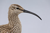 Eurasian Whimbrel (Numenius phaeopus), close-up of an adult, Northeastern Region, Iceland